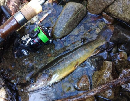 渓流ルアーシーズン開幕 ～長良川水系～